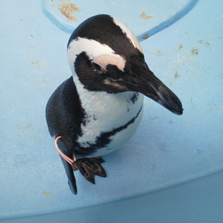 f:id:nonavias:20120502130529j:image