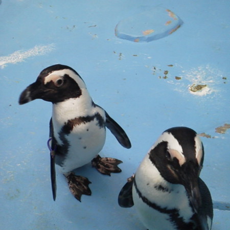 f:id:nonavias:20120502130602j:image