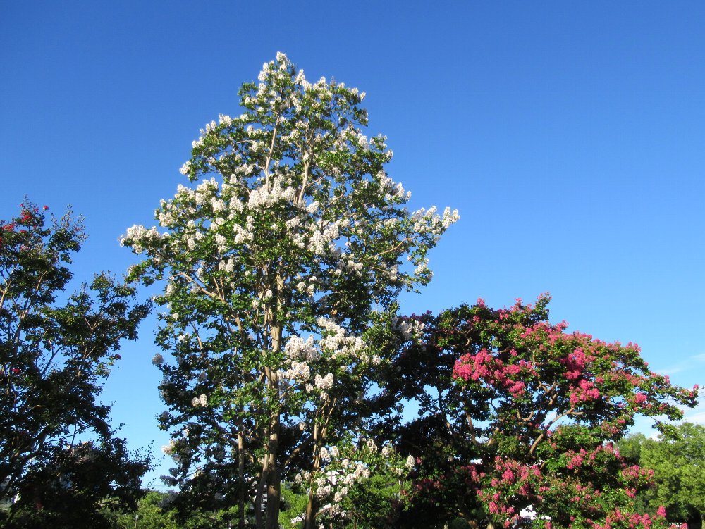 f:id:nonbb:20190908101540j:plain f:id:nonbb:20190908101540j:plain