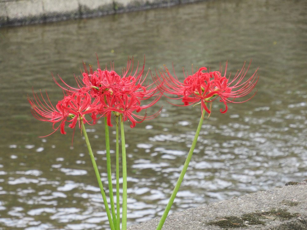 f:id:nonbb:20190924222133j:plain f:id:nonbb:20190924222133j:plain