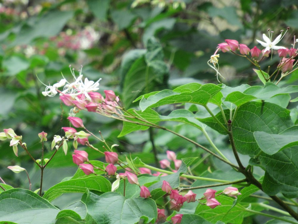 f:id:nonbb:20190924222224j:plain f:id:nonbb:20190924222224j:plain