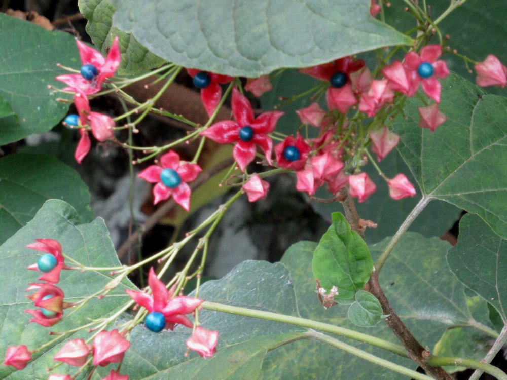 f:id:nonbb:20190924222239j:plain f:id:nonbb:20190924222239j:plain