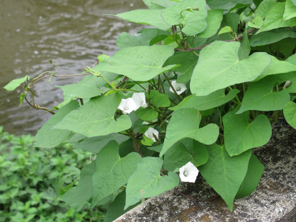f:id:nonbb:20190924222259j:plain f:id:nonbb:20190924222259j:plain