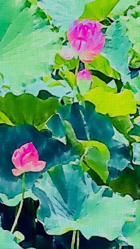 真夏の花 - リタイアじーじの徒然絵日記