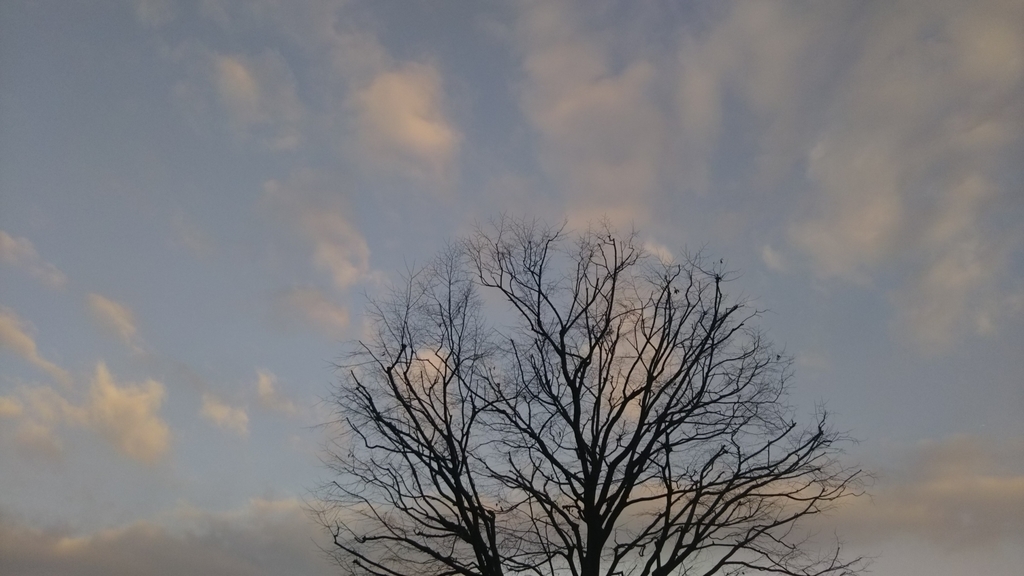 f:id:nonchi1010:20190126194309j:plain