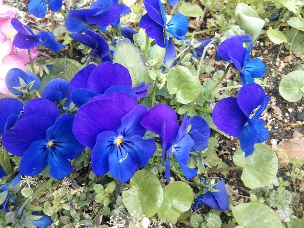 f:id:nonchi1010:20190301165426j:plain f:id:nonchi1010:20190301165426j:plain