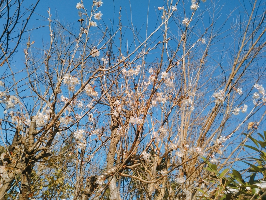 f:id:nonchi1010:20190313115201j:plain