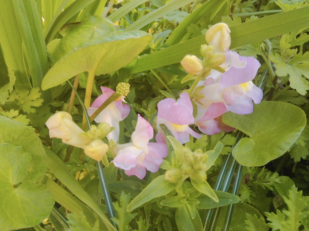 f:id:nonchi1010:20190328130449j:plain f:id:nonchi1010:20190328130449j:plain
