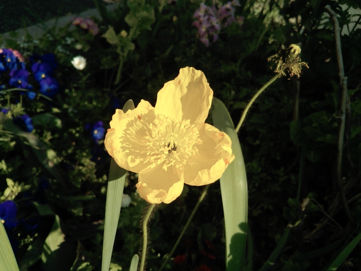 f:id:nonchi1010:20190401083212j:plain f:id:nonchi1010:20190401083212j:plain
