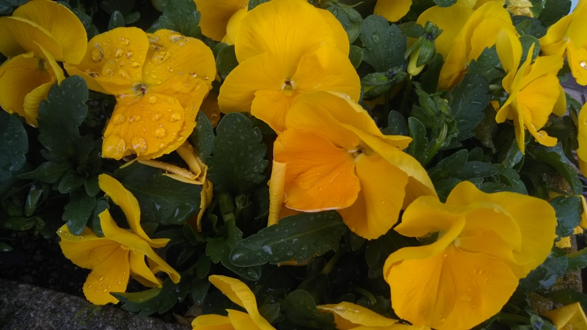 f:id:nonchi1010:20190424094336j:plain