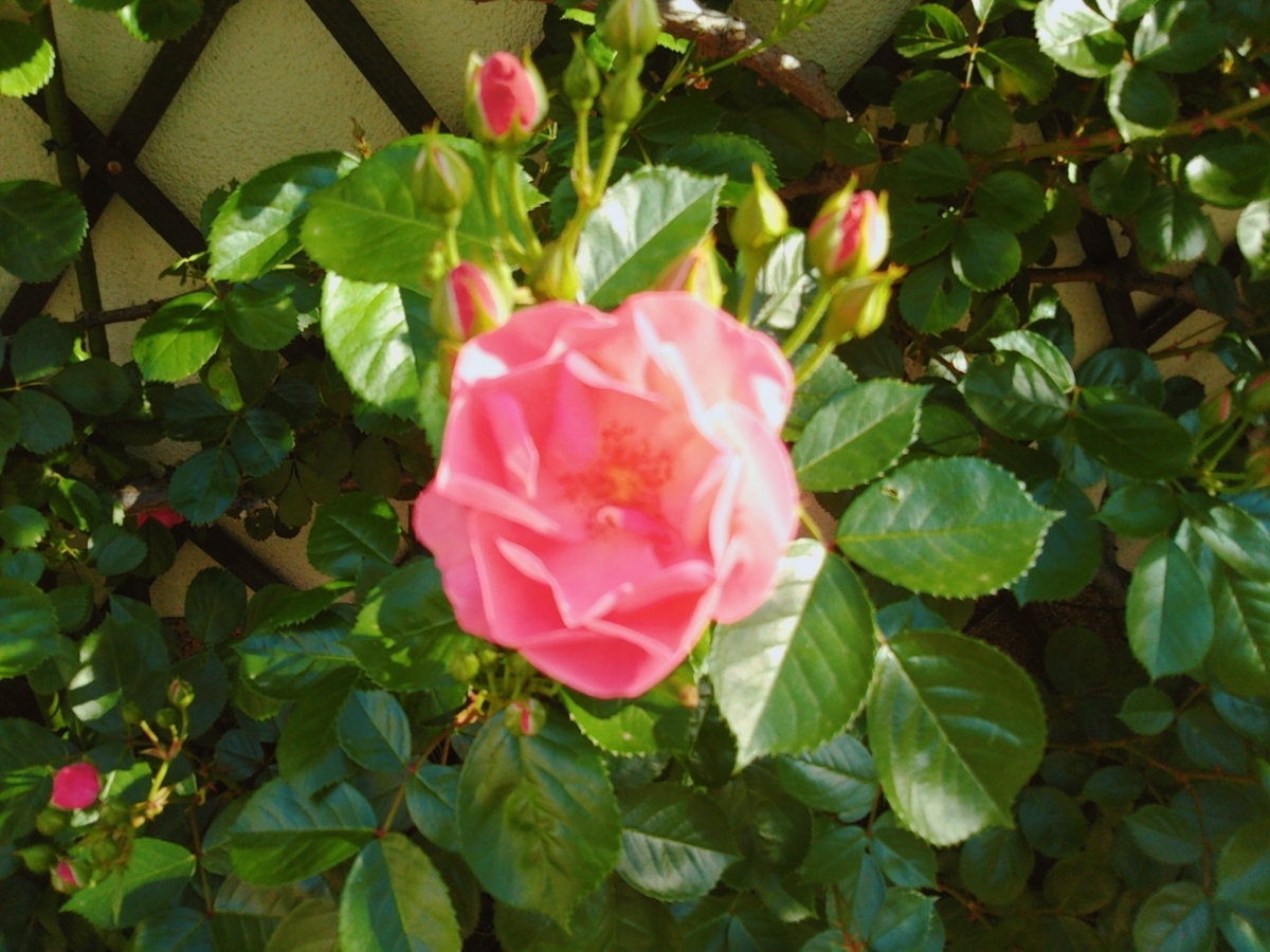 f:id:nonchi1010:20190508123909j:plain