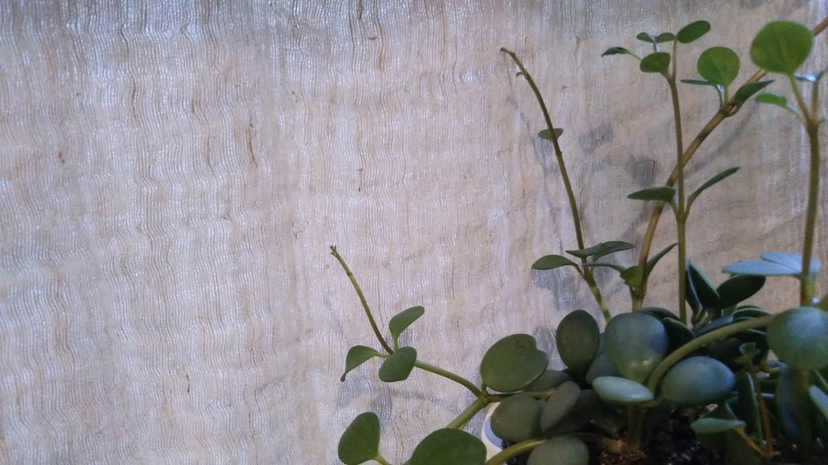 f:id:nonchi1010:20190619055633j:plain f:id:nonchi1010:20190619055633j:plain