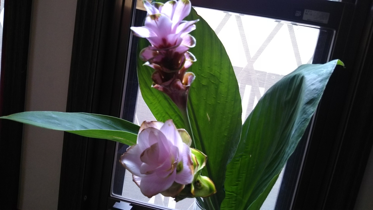 f:id:nonchi1010:20190712080557j:plain