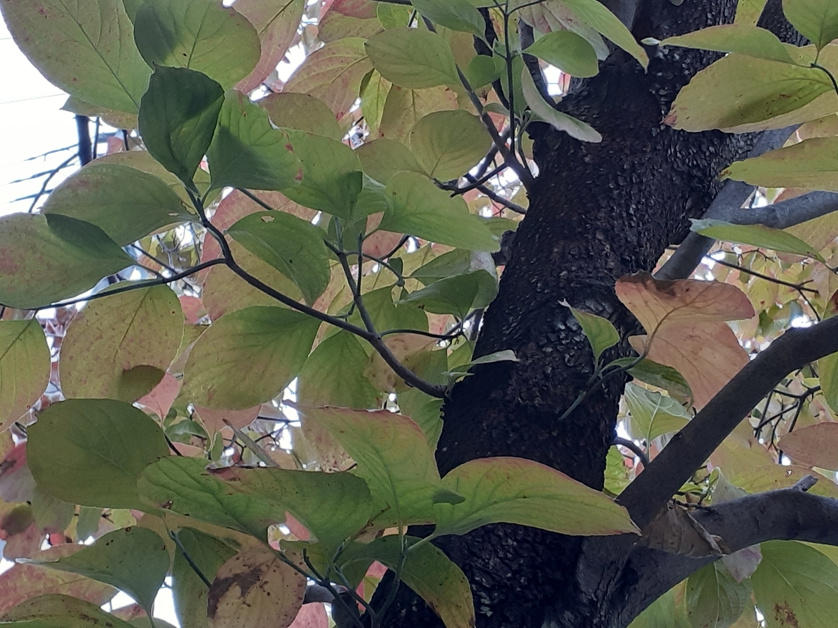 f:id:nonchi1010:20191019104955j:plain