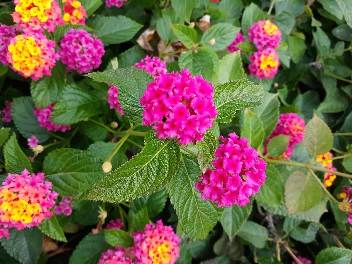 f:id:nonchi1010:20191107143658j:plain