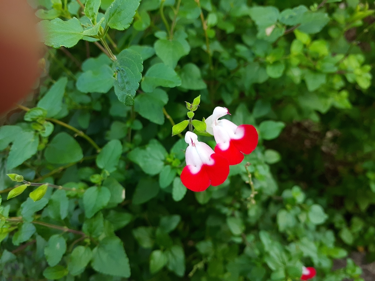 f:id:nonchi1010:20191110094139j:plain f:id:nonchi1010:20191110094139j:plain