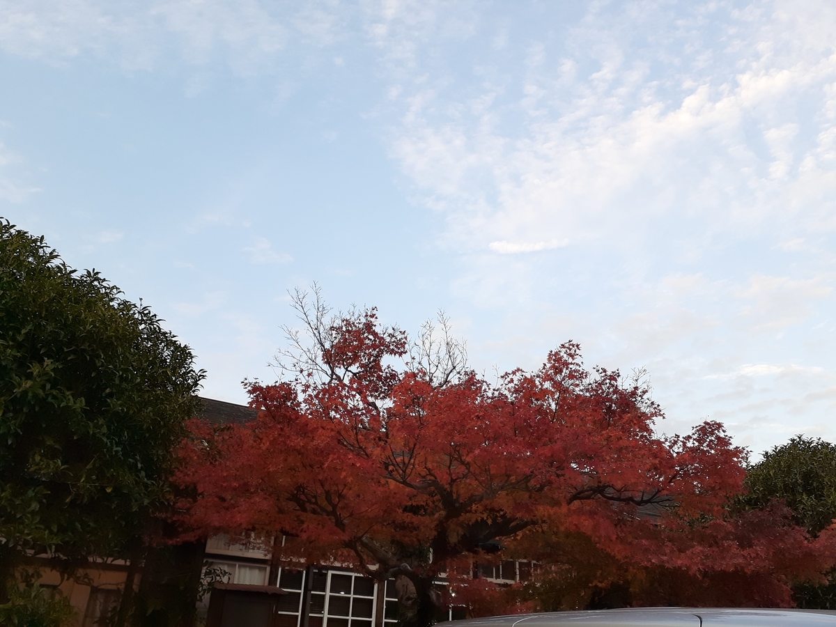 f:id:nonchi1010:20191118010303j:plain