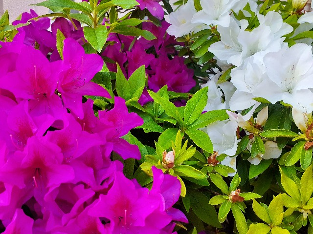 f:id:nonchi1010:20200430124851j:plain f:id:nonchi1010:20200430124851j:plain