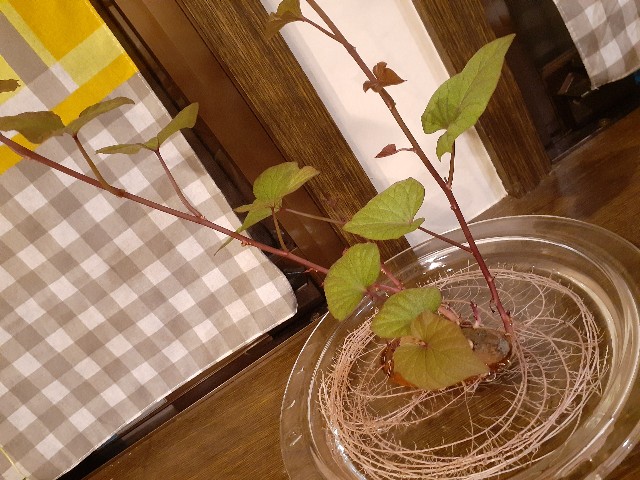f:id:nonchi1010:20200806201003j:plain f:id:nonchi1010:20200806201003j:plain