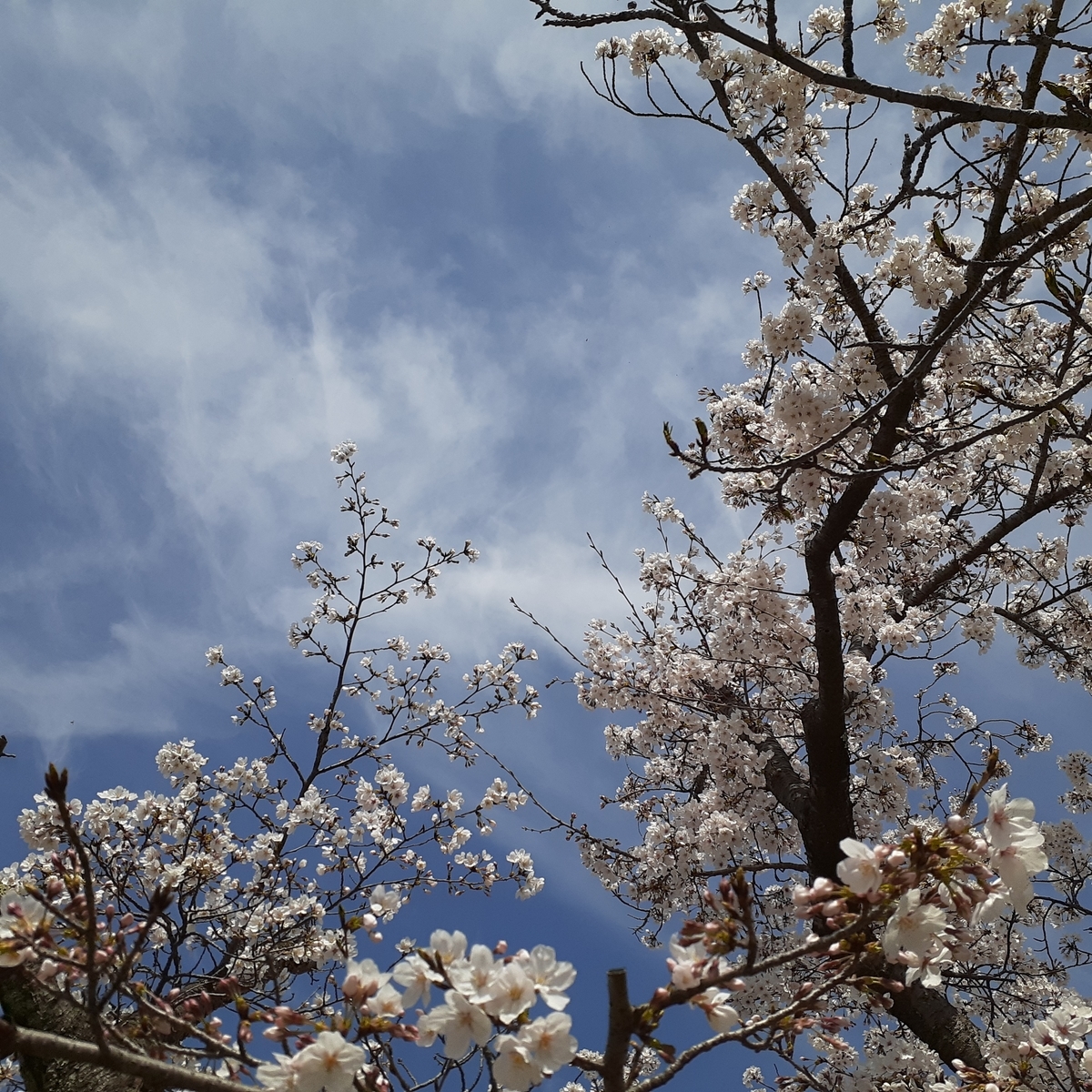 f:id:nonchi1010:20210327124442j:plain
