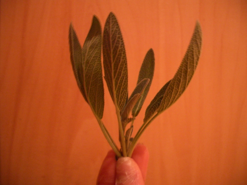 f:id:nondetabete:20121109011047j:image:w360