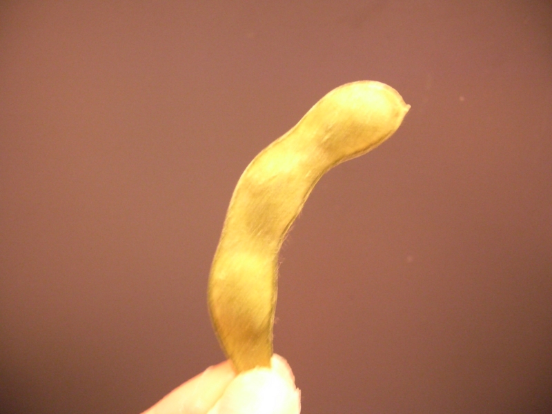 f:id:nondetabete:20121113025256j:image:w360
