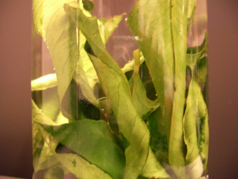 f:id:nondetabete:20121128015216j:image:w360