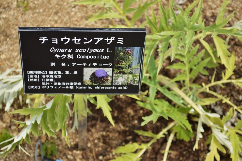 f:id:nondetabete:20150607222516j:image:w420