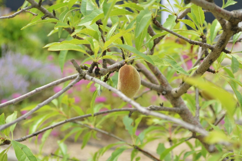 f:id:nondetabete:20150607222522j:image:w420