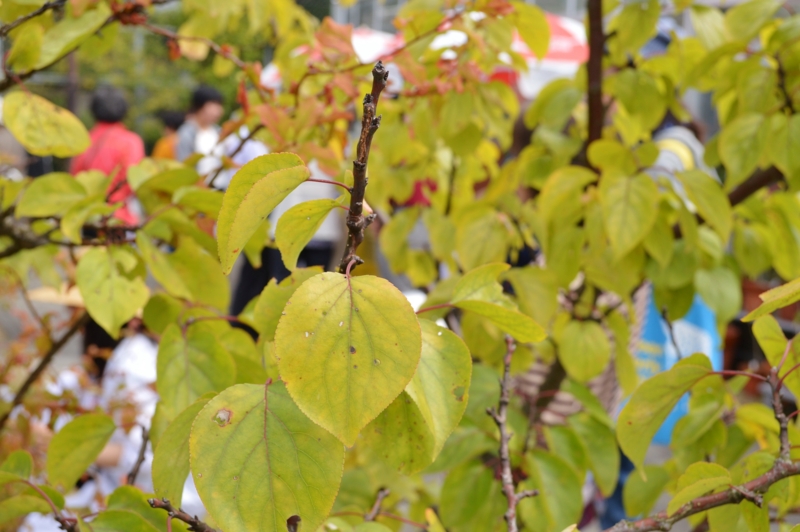 f:id:nondetabete:20151013051950j:image:w420 f:id:nondetabete:20151013051950j:image:w420