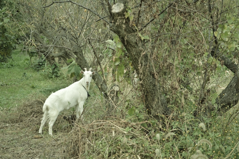 f:id:nondetabete:20151101045313j:image:w460 f:id:nondetabete:20151101045313j:image:w460