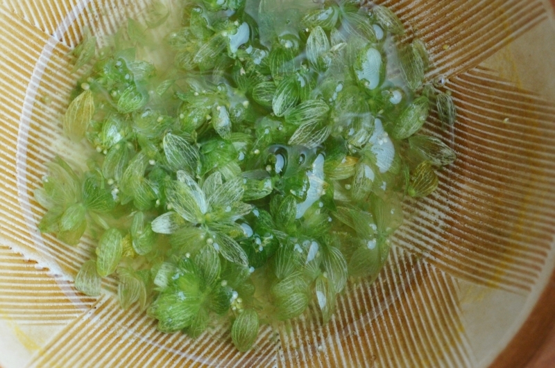 f:id:nondetabete:20180826070453j:image:w460