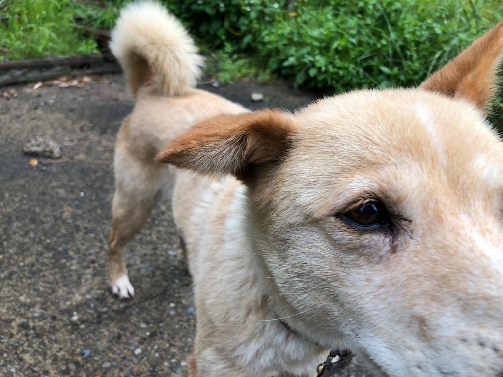 f:id:noniaru:20190615092556j:image f:id:noniaru:20190615092556j:image
