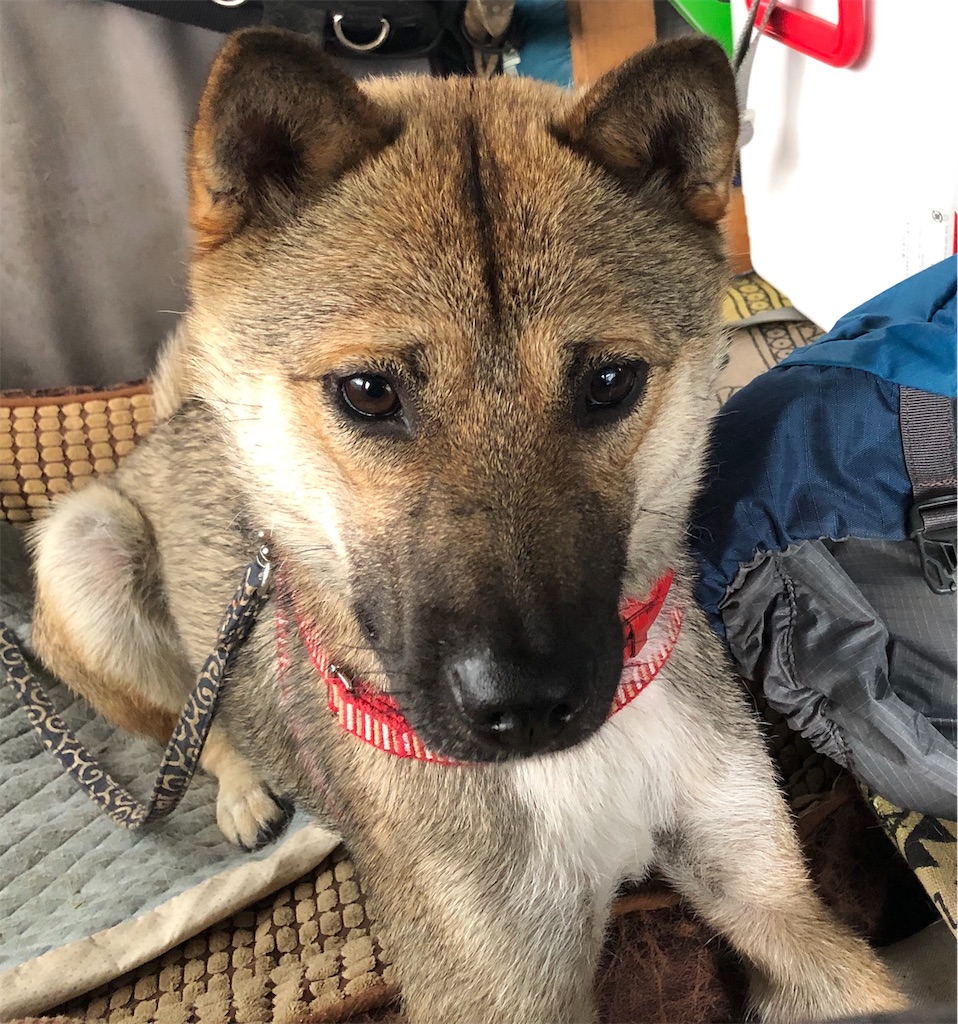f:id:noniaru:20190621170002j:image f:id:noniaru:20190621170002j:image