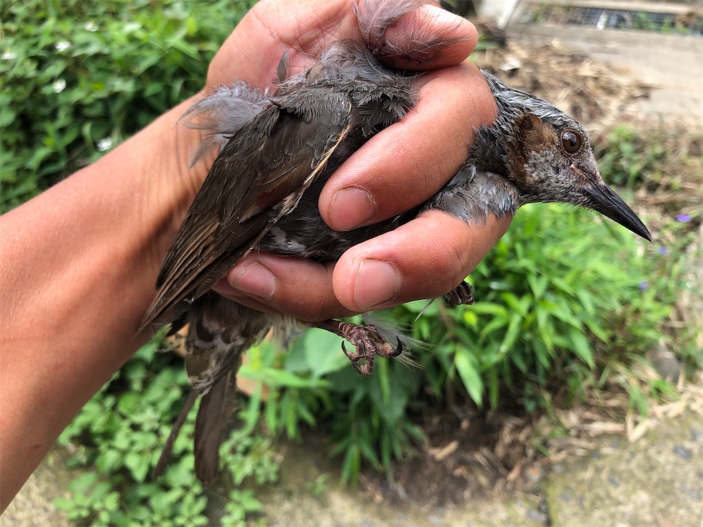 f:id:noniaru:20190701111739j:image
