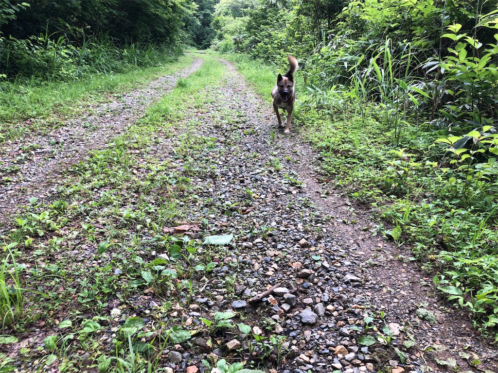 f:id:noniaru:20190708105550j:image f:id:noniaru:20190708105550j:image