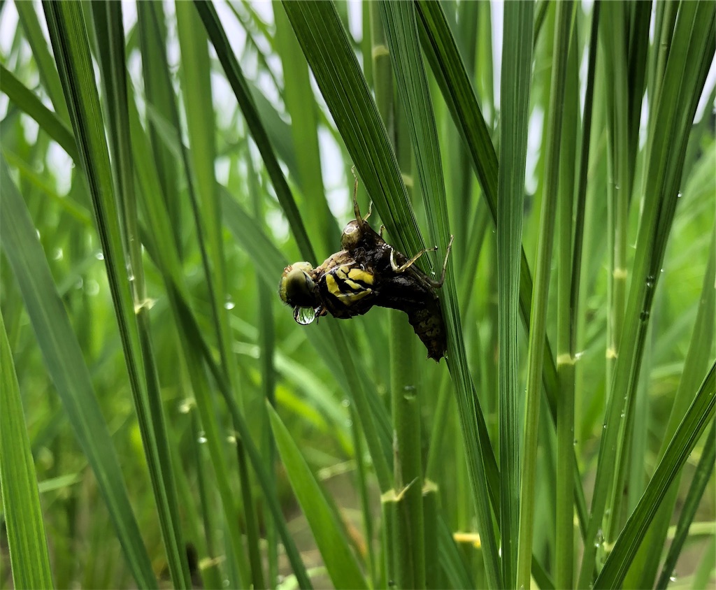 f:id:noniaru:20190719231427j:image