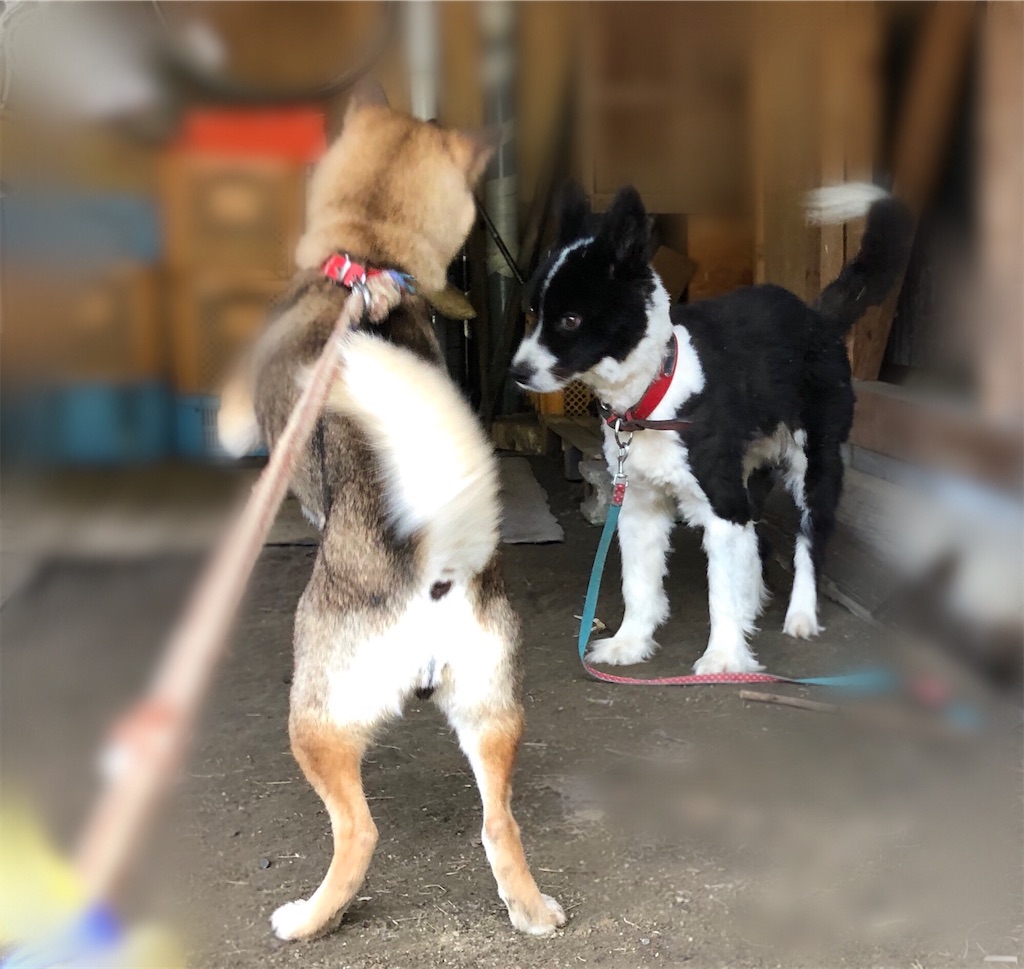 f:id:noniaru:20190807091123j:image f:id:noniaru:20190807091123j:image