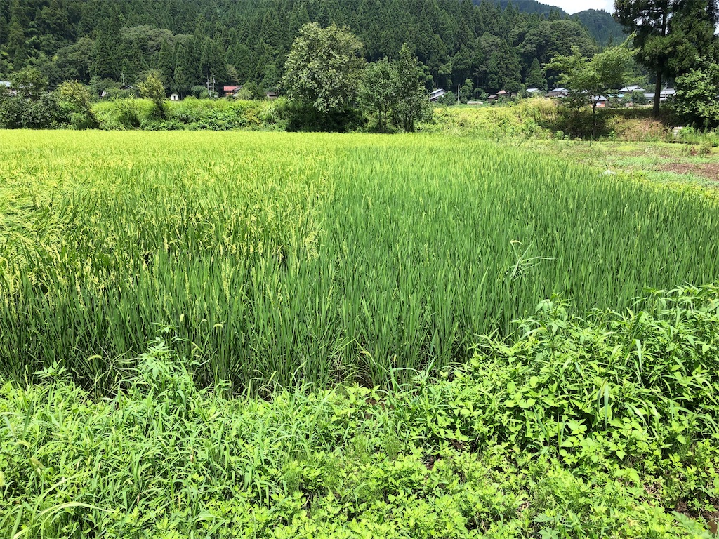 f:id:noniaru:20190820111928j:image f:id:noniaru:20190820111928j:image