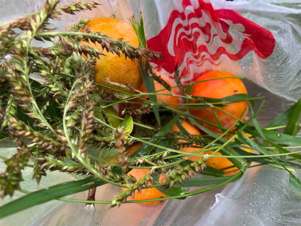 f:id:noniaru:20190921134815j:image f:id:noniaru:20190921134815j:image