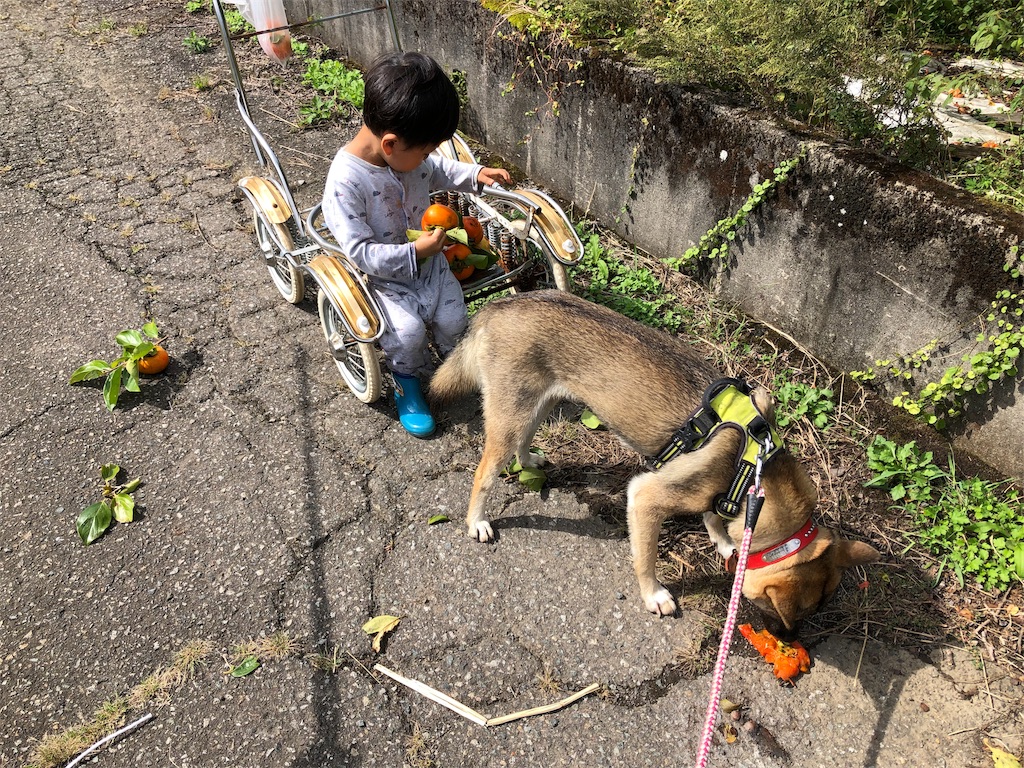 f:id:noniaru:20191006220217j:image