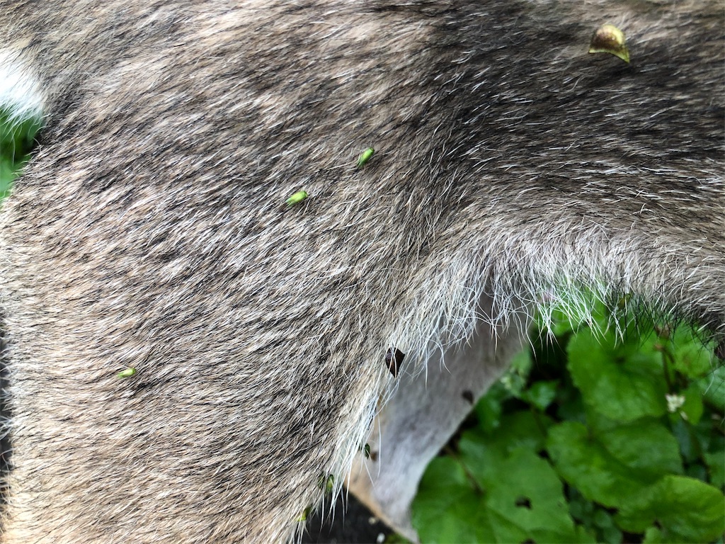 f:id:noniaru:20191030093029j:image f:id:noniaru:20191030093029j:image