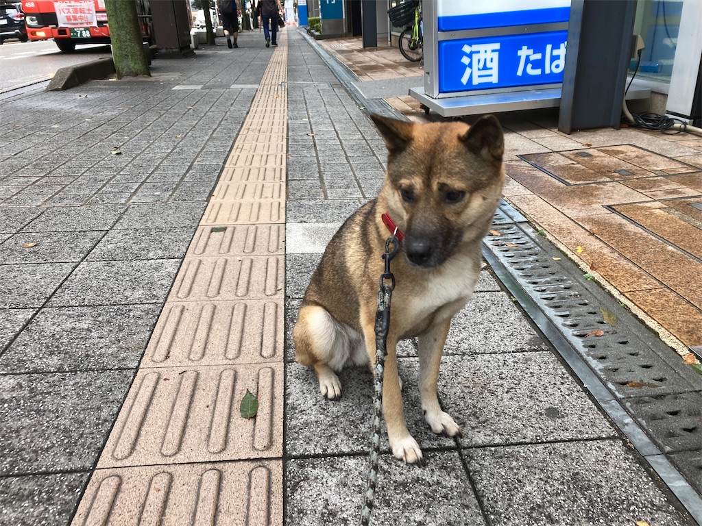 f:id:noniaru:20230919082640j:image