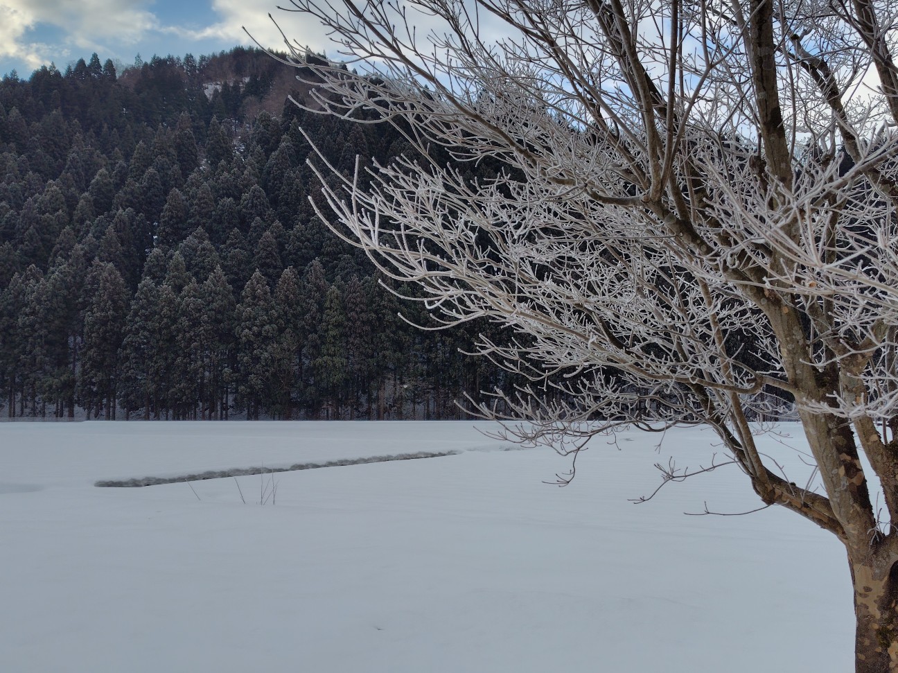f:id:noniaru:20260219074300j:image