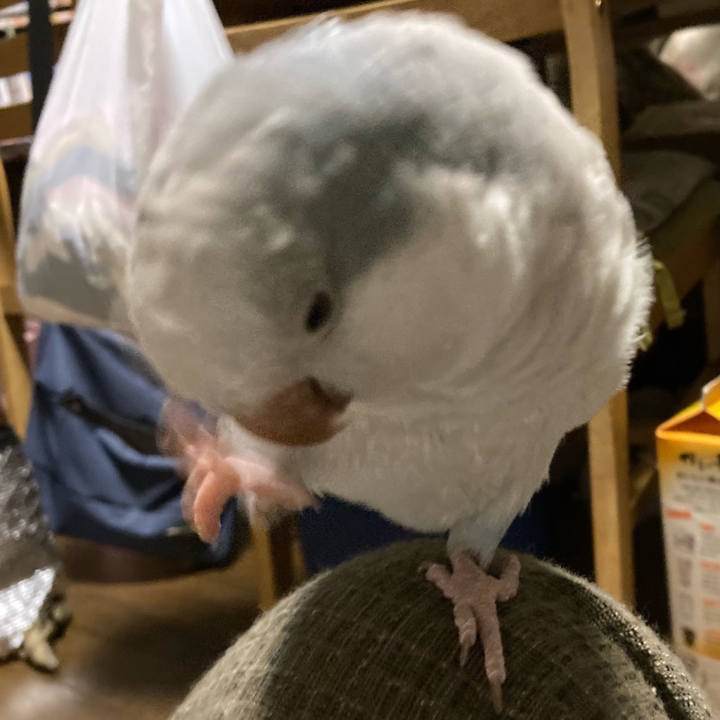 f:id:noniaru:20260730210845j:image