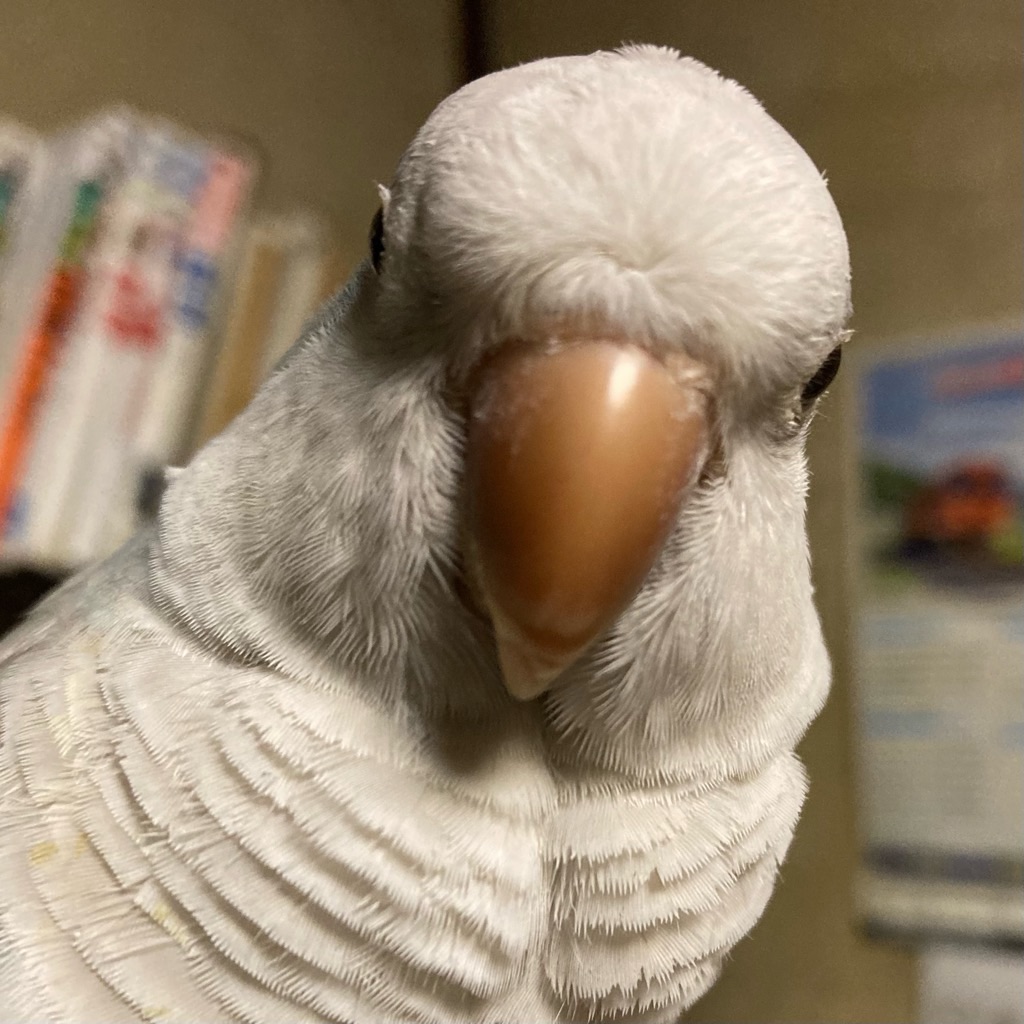f:id:noniaru:20260804134748j:image
