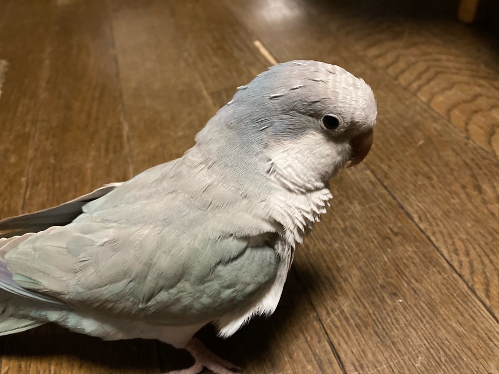 f:id:noniaru:20260804135026j:image