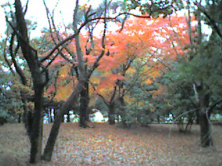 f:id:nonishi:20101122165726j:image