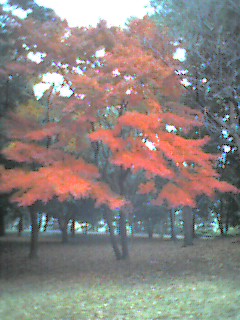 f:id:nonishi:20101122165727j:image