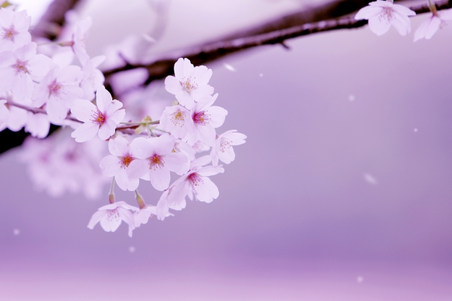 f:id:nonishi:20190404214851j:plain